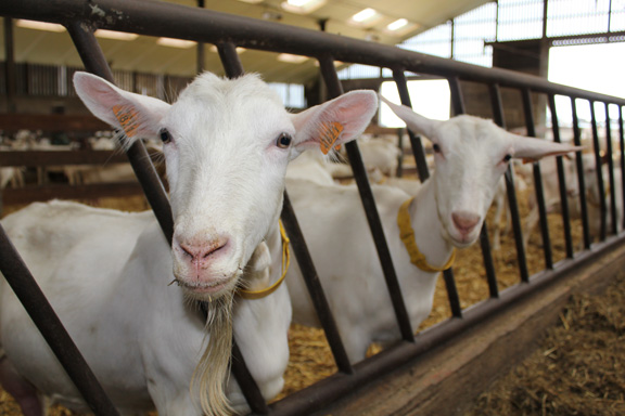 Geitenboerderij La Ferme de Catbru